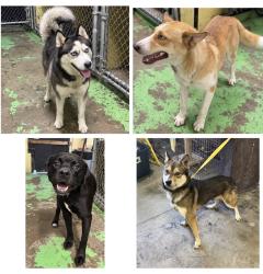 Found/Stray Unknown Dog last seen Gary Animal Control, Gary, IN 46402