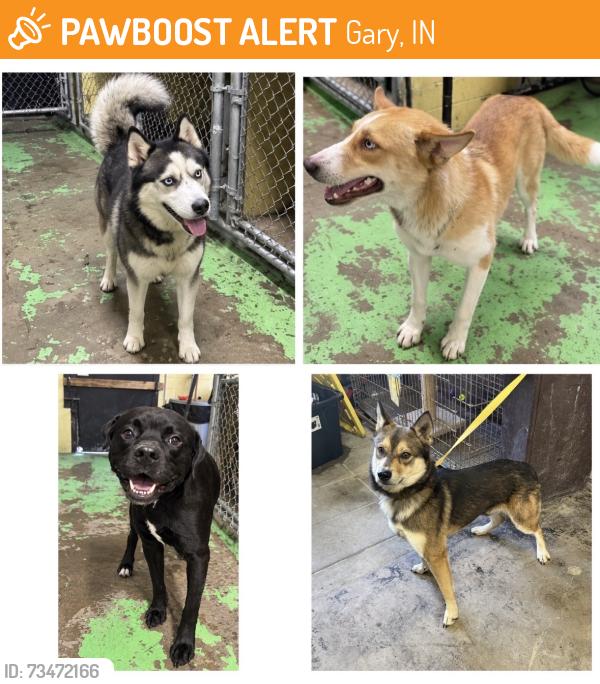 Found/Stray Unknown Dog last seen Gary Animal Control, Gary, IN 46402