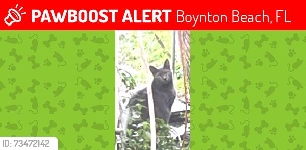 Lost Female Cat last seen Woolbright & Congress, Boynton Beach, FL 33426