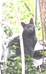 Lost Female Cat last seen Woolbright & Congress, Boynton Beach, FL 33426