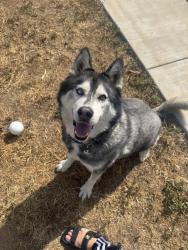 Reunited Male Dog last seen Near Garrett Ave, Chula Vista, CA 91910, USA, Chula Vista, CA 91910