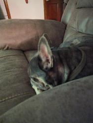 Reunited Male Dog last seen Highpoint rd and Ashly Woods Dr, Snellville, GA 30078