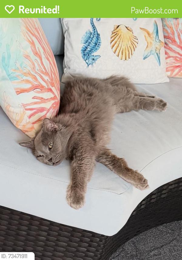 Reunited Female Cat last seen King Richard rd between hammock dr and Allan adale rd, Melbourne, FL 32935