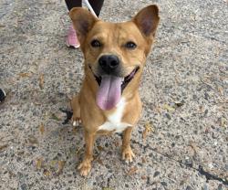 Shelter Stray Male Dog last seen CHARLOTTE, 8315 Byrum Dr, Charlotte, NC 28217, USA