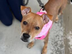 Shelter Stray Female Dog last seen CHARLOTTE, 8315 Byrum Dr, Charlotte, NC 28217, USA