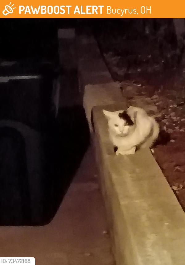 Found/Stray Unknown Cat last seen Plymouth & Elm, Bucyrus, OH 44820