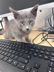 Shelter Stray Male Cat last seen CLAY X GRANT, 1419 Bryant St, San Francisco, CA 94103, USA