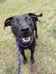 Shelter Stray Male Dog last seen CHARLOTTE, 8315 Byrum Dr, Charlotte, NC 28217, USA