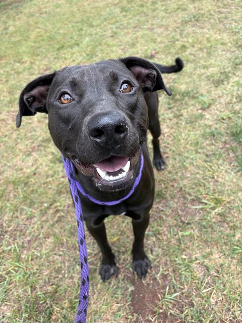 Shelter Stray Male Dog last seen CHARLOTTE, 8315 Byrum Dr, Charlotte, NC 28217, USA