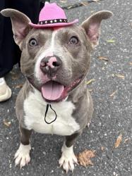 Shelter Stray Male Dog last seen CHARLOTTE, 8315 Byrum Dr, Charlotte, NC 28217, USA