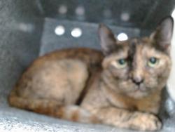 Shelter Stray Female Cat last seen , 2769 Conroy Rd, Orlando, FL 32839, USA