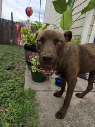 Found/Stray Male Dog last seen City base landings, San Antonio, TX 78223