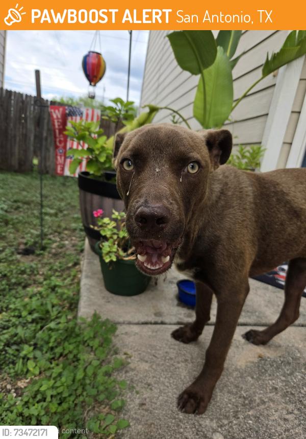 Found/Stray Male Dog last seen City base landings, San Antonio, TX 78223