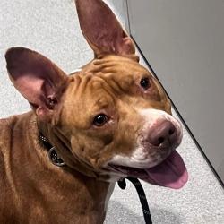 Shelter Stray Female Dog last seen Near, 5001 E Raymond St, Indianapolis, IN 46203, USA