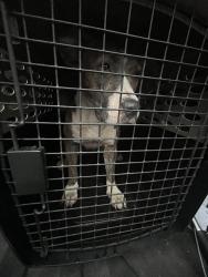 Shelter Stray Female Dog last seen HIGHWAY 36, 31078 LA-36, Lacombe, LA 70445, USA