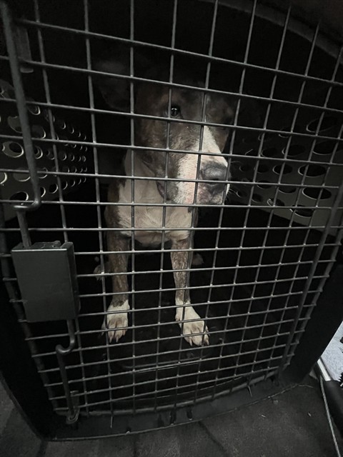 Shelter Stray Female Dog last seen HIGHWAY 36, 31078 LA-36, Lacombe, LA 70445, USA