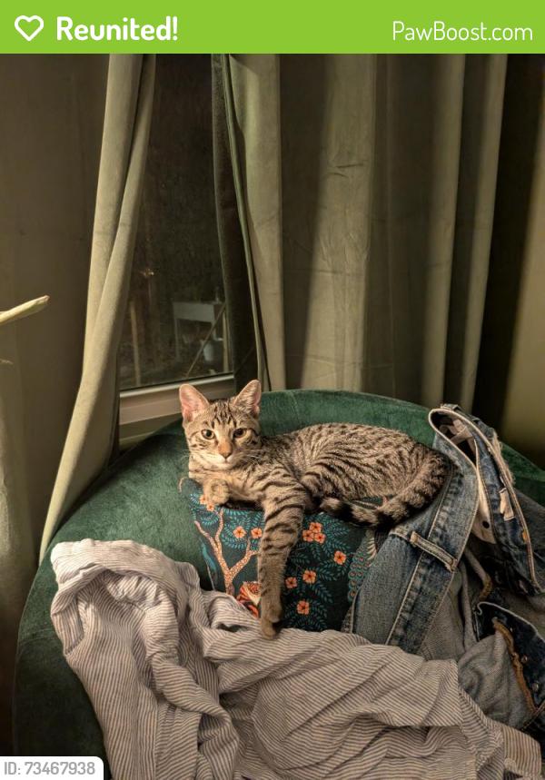 Reunited Male Cat last seen Kilborne, Charlotte, NC 28205