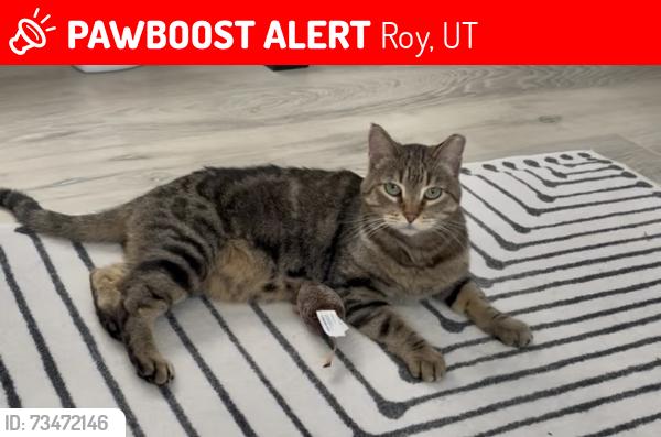 Lost Female Cat last seen Near w 3920 s Roy UT, Roy, UT 84067