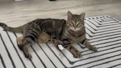Lost Female Cat last seen Near w 3920 s Roy UT, Roy, UT 84067