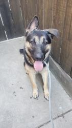 Reunited Male Dog last seen Creekwood dr and Yosemite blvd Modesto Ca, Modesto, CA 95351