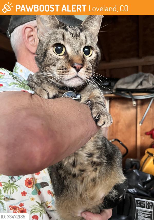 Found/Stray Unknown Cat last seen 4th and 5th, Loveland, CO 80537
