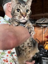 Found/Stray Unknown Cat last seen 4th and 5th, Loveland, CO 80537