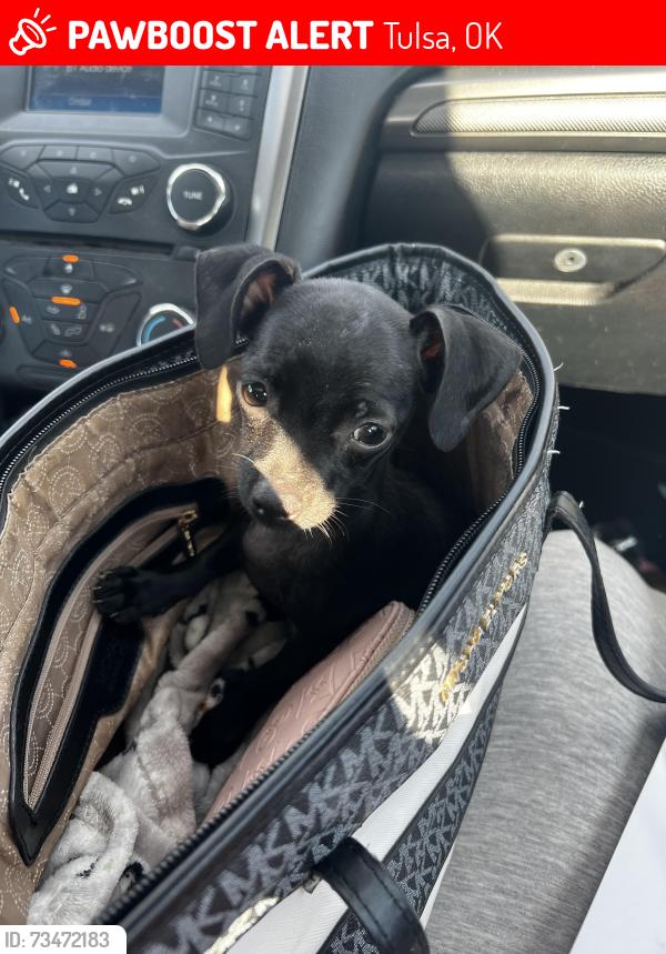 Lost Male Dog last seen N peoria the store warehouse market we think he got out the car there, Tulsa, OK 74103