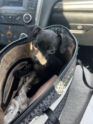 Lost Male Dog last seen N peoria the store warehouse market we think he got out the car there, Tulsa, OK 74103