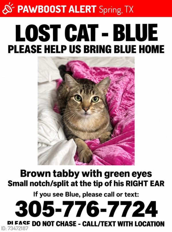 Lost Male Cat last seen Near Carelia lane, Spring, TX 77379