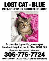 Lost Male Cat last seen Near Carelia lane, Spring, TX 77379