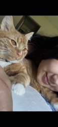 Lost Male Cat last seen Near Buckeye dr, Knoxville, TN 37919