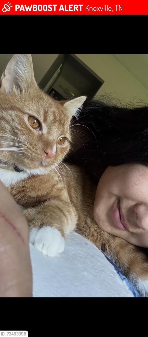 Lost Male Cat last seen Near Buckeye dr, Knoxville, TN 37919