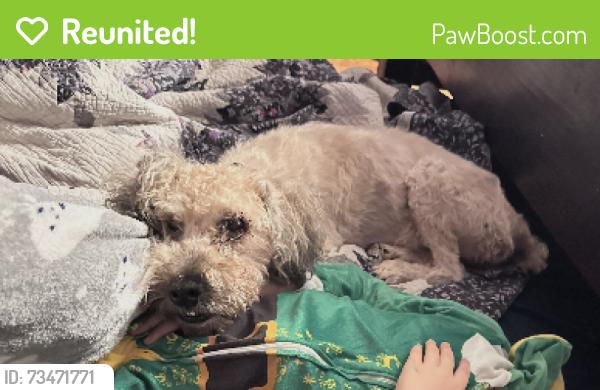 Reunited Female Dog last seen troy hills road, Hanover, NJ 07981