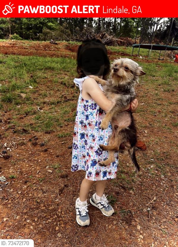 Lost Male Dog last seen Booze Mtn Rd., Lindale, GA 30147