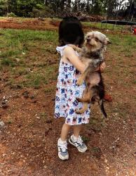 Lost Male Dog last seen Booze Mtn Rd., Lindale, GA 30147