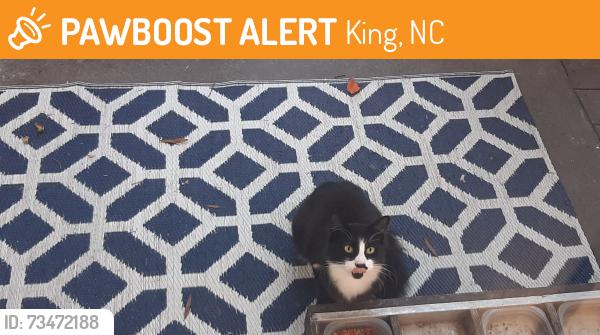 Found/Stray Unknown Cat last seen Wall st and old 52, King, NC 27021