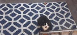 Found/Stray Unknown Cat last seen Wall st and old 52, King, NC 27021