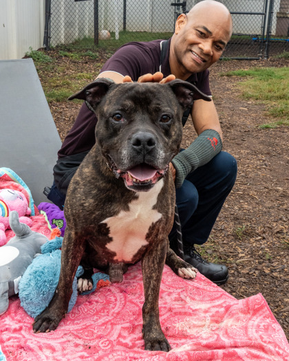 Shelter Stray Male Dog last seen Near Rexford Dr, 30034, GA, 3280 Chamblee Dunwoody Rd, Chamblee, GA 30341, USA