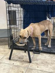 Found/Stray Female Dog last seen Avondale blvd, Avondale, AZ 85323