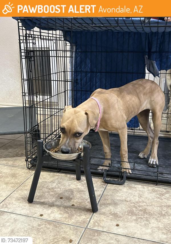 Found/Stray Female Dog last seen Avondale blvd, Avondale, AZ 85323