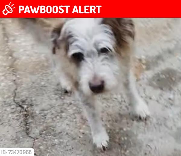 Lost Female Dog last seen Stone Oak Dr and Ridge Lake Dr, Montgomery County, TX 77316