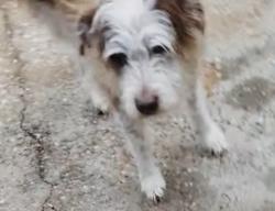 Lost Female Dog last seen Stone Oak Dr and Ridge Lake Dr, Montgomery County, TX 77316