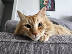Lost Male Cat last seen Coulter Crescent, Enfield, NS B2T 1E3