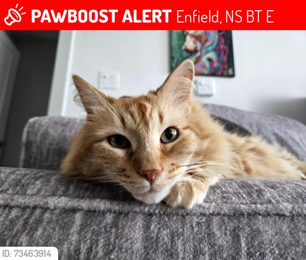 Lost Male Cat last seen Coulter Crescent, Enfield, NS B2T 1E3