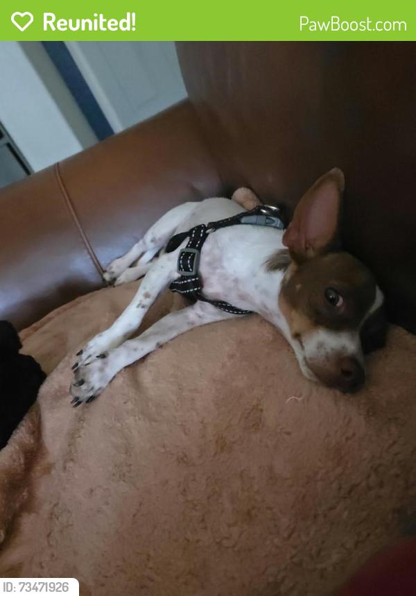 Reunited Male Dog last seen Charleston and Campbell, Las Vegas, NV 89107