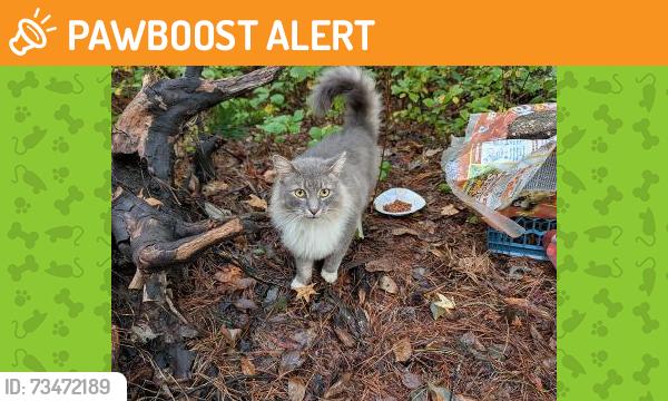 Found/Stray Unknown Cat last seen east commodore blvd/herman rd, Jackson Township, NJ 08527