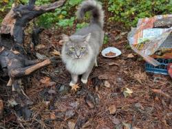 Found/Stray Unknown Cat last seen east commodore blvd/herman rd, Jackson Township, NJ 08527