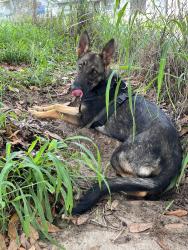 Lost Female Dog last seen 7382-7434 Silver Star Rd, Orlando, FL 32818