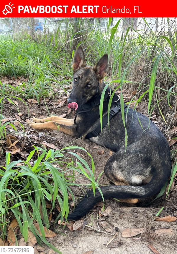 Lost Female Dog last seen 7382-7434 Silver Star Rd, Orlando, FL 32818