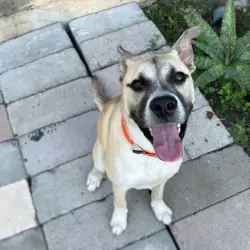Found/Stray Male Dog last seen Chickering Ave, San Antonio, TX 78210